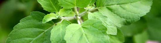 Ayurvedic Trees and Plants