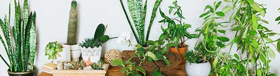 Indoor Plants / Outdoor Plants